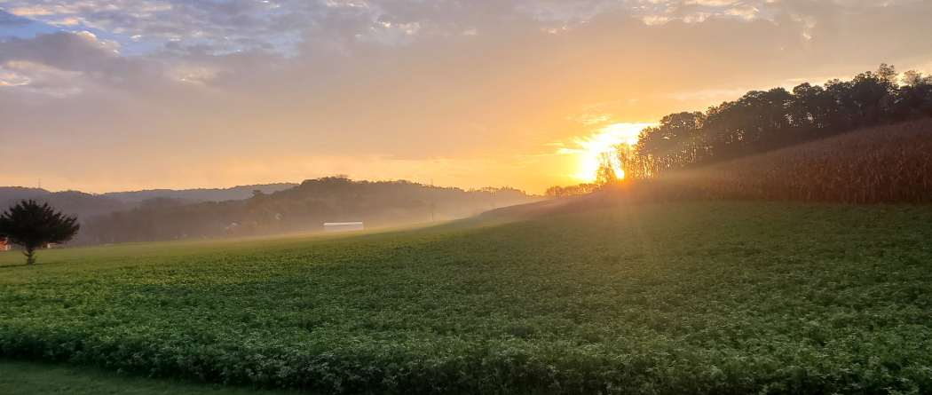 sunset over field